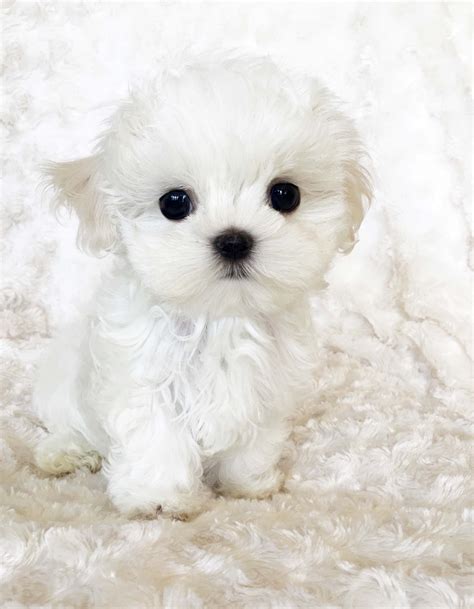 Micro Teacup Maltese Puppy - xxs perfect! Billy :) | iHeartTeacups