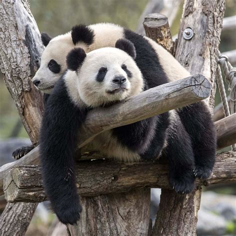 Zoo Berlin on Instagram: “Wir wünschen euch ein entspanntes Wochenende ...