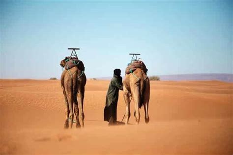 Camel trekking Morocco sahara adventure - Desert Explored