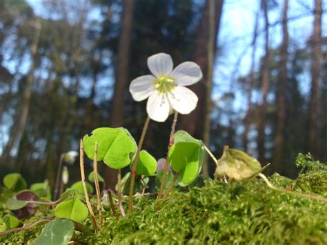 January – Wood Sorrel – Galloway Wild Foods