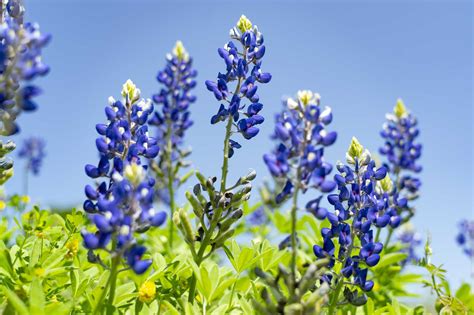 Where to find bluebonnets, other wildflowers along Texas trails