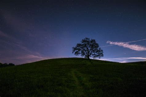 HD wallpaper: green tree surrounded by grass under blue sky, silhouette ...