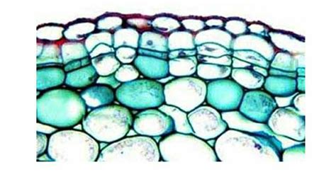 Periderm: Structure and Development : Plantlet