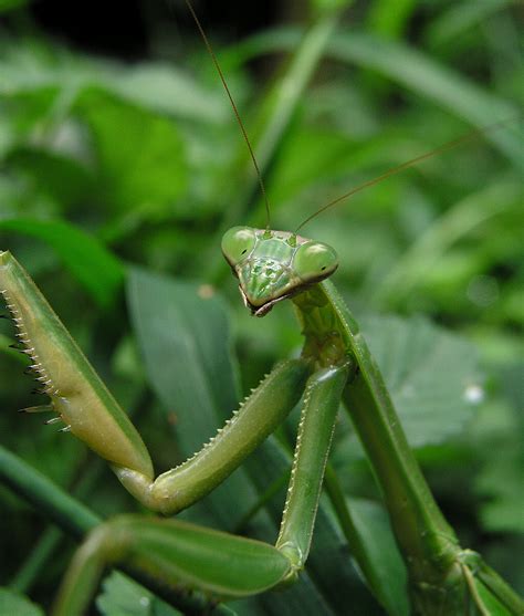 File:Zorak-Mantis.png - Wikipedia