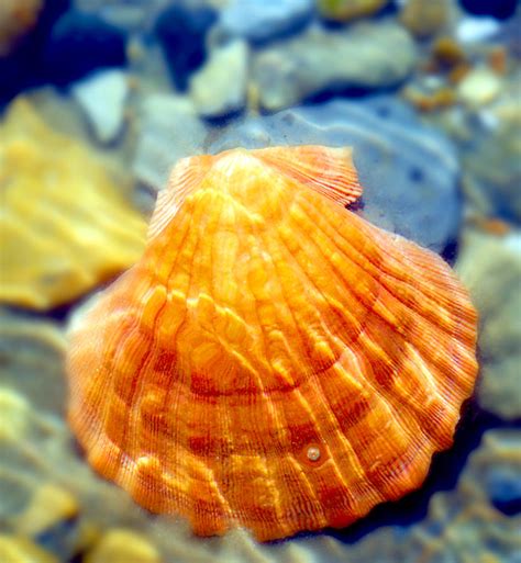 Red shell underwater Photograph by Rimma Mitchell - Fine Art America