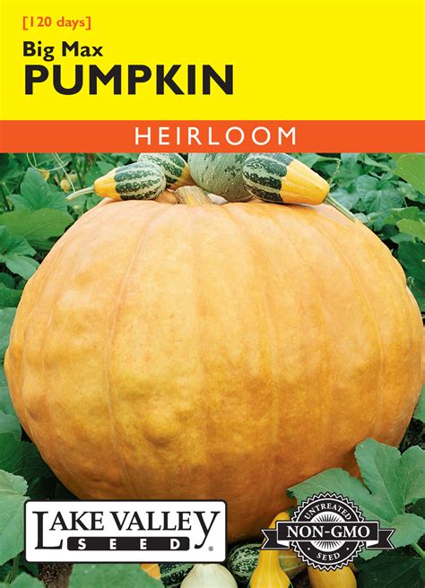 Pumpkin Big Max - Item #3925 - Lake Valley Seed