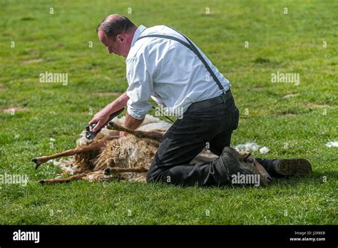 Sheep shearing machine hi-res stock photography and images - Alamy