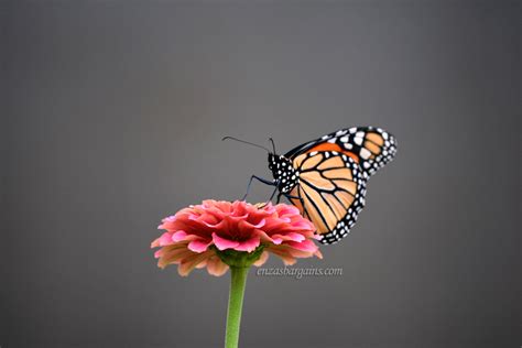 Powell Gardens Butterfly Festival Kansas City