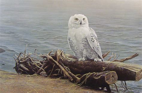 Art Country Canada - ROBERT BATEMAN Snowy Owl on Driftwood Limited edition print