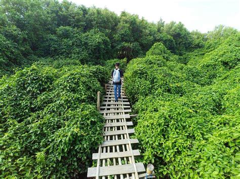 8 Hutan Mangrove Indonesia - Indonesian Climbing Record