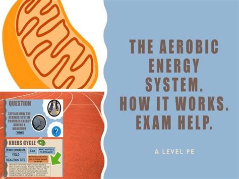 The Aerobic Energy System - how it works - exam help | Teaching Resources