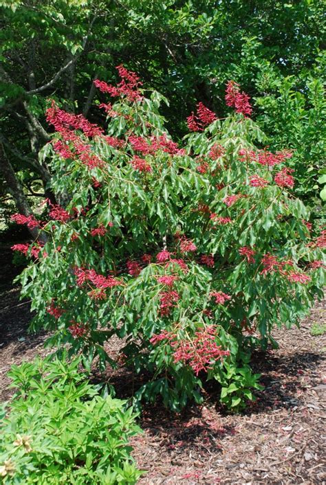 Native Red Buckeye Tree Delights in Landscape | What Grows There ...