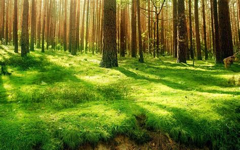 Forest Backgrounds Pictures - Wallpaper Cave