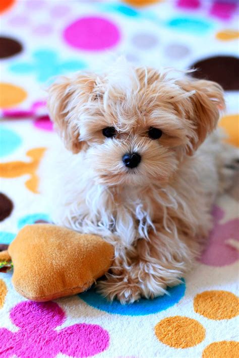 Maltipoo ~ Maltese/Poodle Mix Maltese Poodle Mix, Poodle Mix Dogs, Maltese Puppy, Poodle Puppy ...