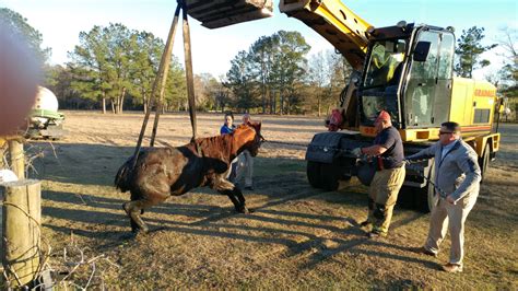 Horse Rescue - The County Insider