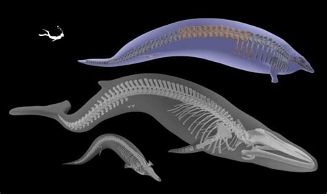 39 Million Year old whale named Perucetus discovered, may have been as heavy as a blue whale (if ...