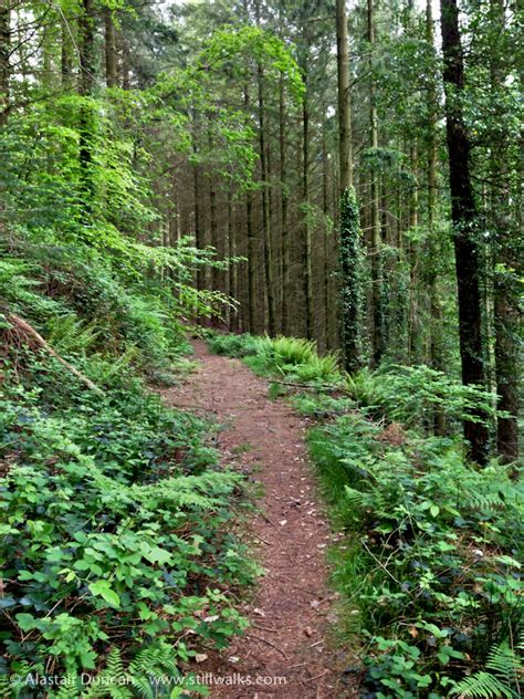 Forest footpath in May | StillWalks