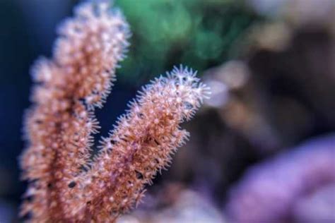 Aquarium corals: definitive reef tank guide