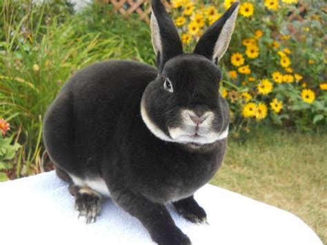 Mini Rex Rabbit Breed - Adopt a Rabbit