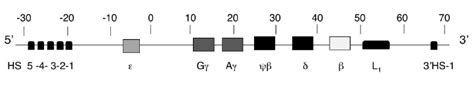 Structure of the -gene cluster on chromosome 11 . The genes are ...