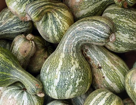 Green-Striped Cushaw (Striped Crookneck) Winter Squash, 4 g : Southern Exposure Seed Exchange ...