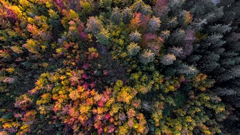 Aerial view of a forest in autumn, Gingins, Vaud Canton, Switzerland