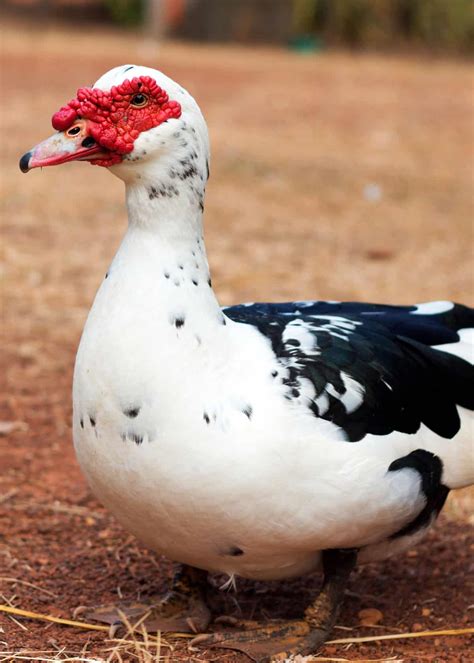 33 Muscovy Duck Facts: Red-Faced Musky Duck-Goose | JustBirding.com
