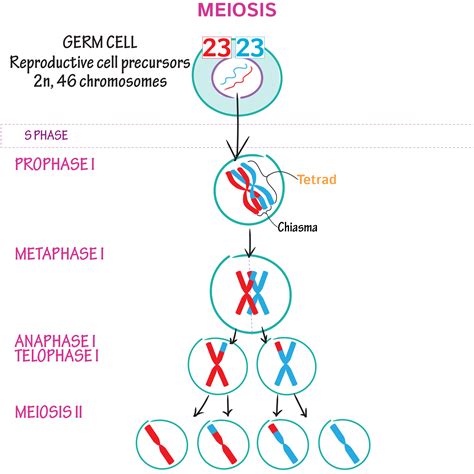 Draw The Stages Of Meiosis