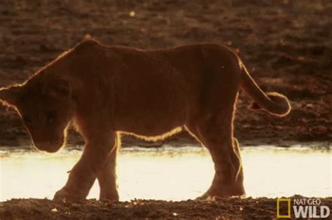 Lion Cub GIF - Lion Cub Walking - Discover & Share GIFs