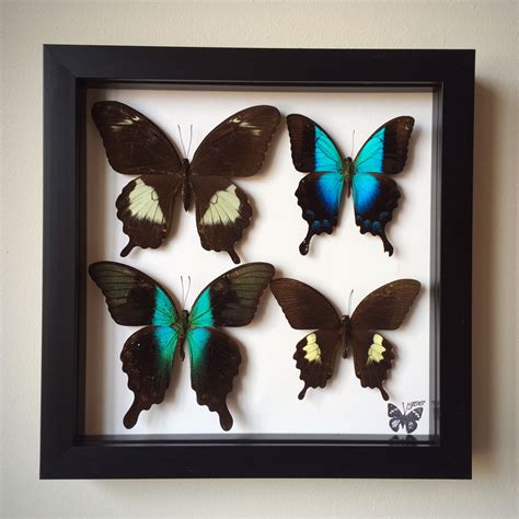 Framed butterfly collection, #butterfly #butterflies #shopsmall # ...