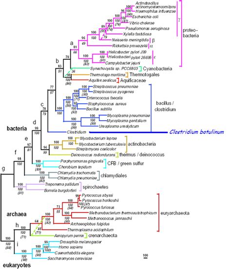 Phylogenetic Tree