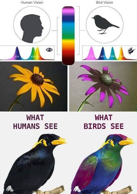 Human colour spectrum vs bird colour spectrum | Avian veterinarian, Beautiful creatures, Wild birds