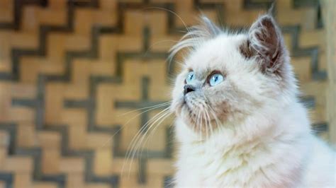 Understanding Himalayan Cat Colors | LoveToKnow