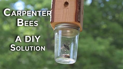 Carpenter Bees - A DIY Solution - YouTube