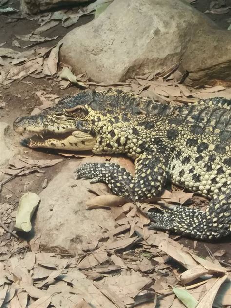 Cuban Croc Close-up by MaryJane66613 on DeviantArt