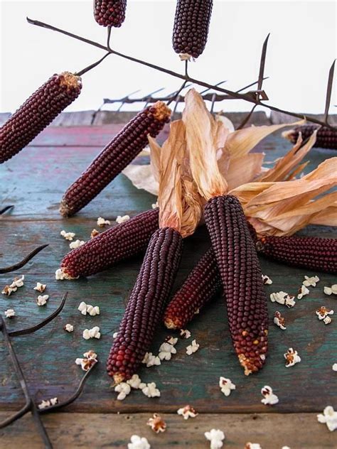 Organic Red Beauty Popcorn | Organic seeds, Organic vegetable garden, Heirloom seeds