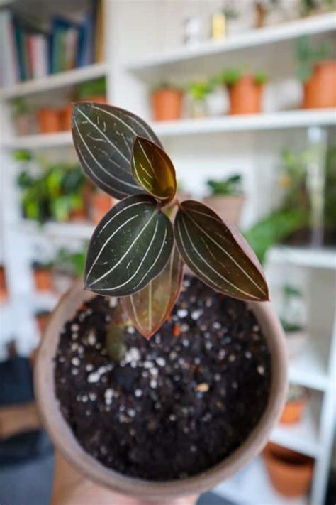 Jewel Orchid 101: How to Grow Real Gems (Varieties & Care)