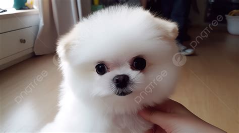 Small White Pomeranian Dog Has Very Big Eyes Background, Cute Account ...