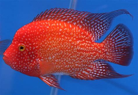 red texas (cichlid hybrid) | Water World | Pinterest | Texas, Red and ...