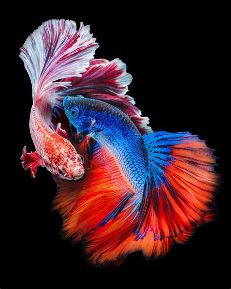 Koi Betta Fish Wallpaper | Hot Sex Picture