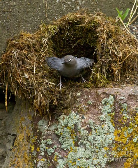 American Dipper And Nest #1538 Photograph by J L Woody Wooden - Pixels