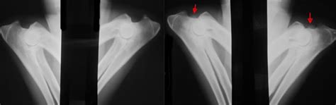 OFA Hip and Elbow in Burnsville, MN | Smith Veterinary Hospital