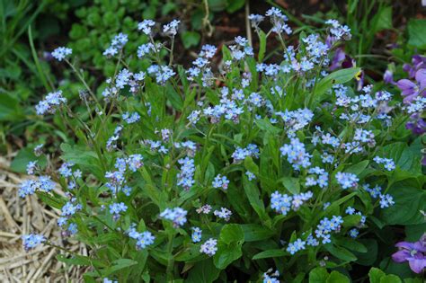 Forget me nots | Plants, Herbs, Purple