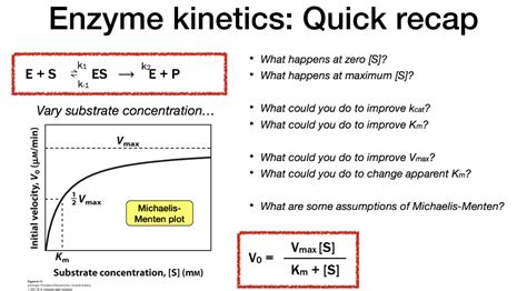 Solved Enzyme kinetics: Quick recap E +S k1 = ES K-1 KE + P | Chegg.com