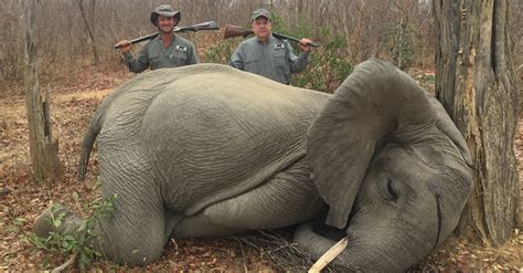 Botswana: reinstate the ban on elephant hunting! - Rainforest Rescue