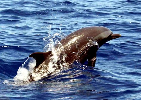 Pantropical Spotted Dolphin – "OCEAN TREASURES" Memorial Library