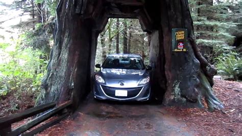 Driving a car thru a redwood tree - YouTube