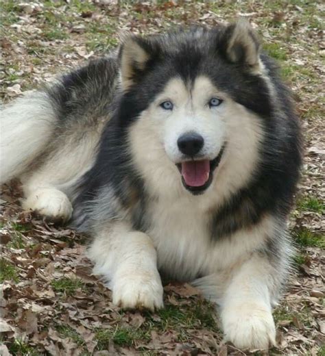 Pin by Teresa Yarbrough on Must Love Dogs | Malamute dog, Husky dogs, Malamute husky