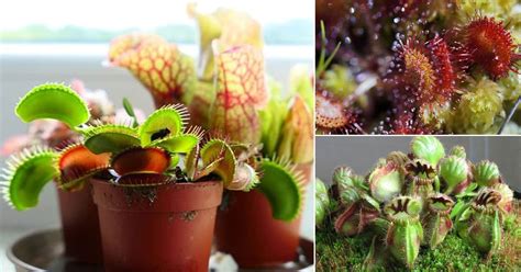 7 Indoor Carnivorous Plants For Beginners | Best Carnivorous Houseplants