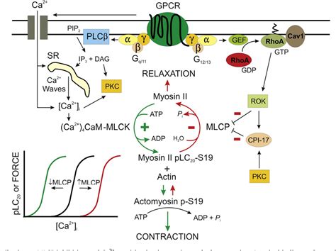 Figure 1 from Role of myosin light chain kinase and myosin light chain ...